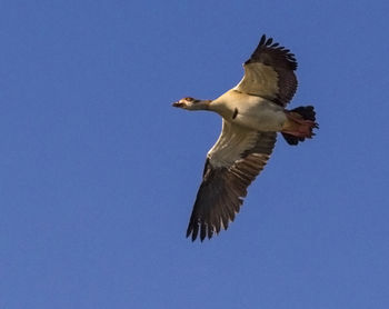 Low angle view of seagull flying against blue sky