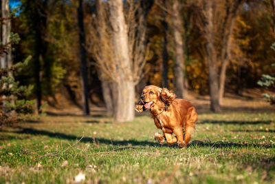 Dog running in forest