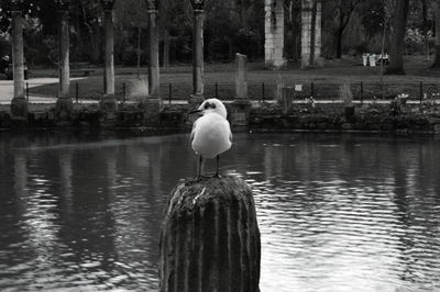 Little gull perching on bollard in pond