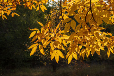 Close-up of yellow maple leaves on tree