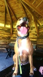 Dog looking away while sitting on seat