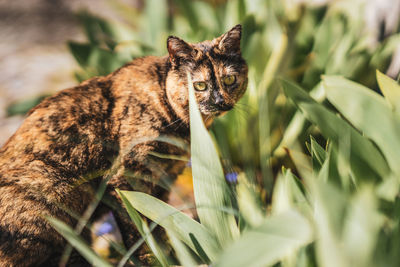 Close-up of a cat looking away