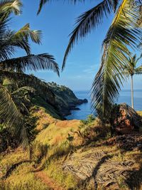 Scenic view of palm trees against sky