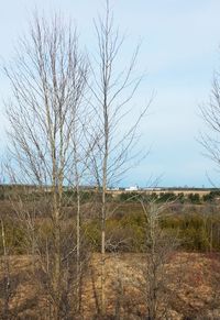 Bare trees on field
