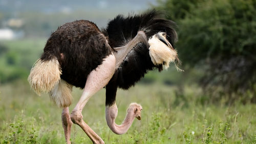 Ostrich on grassy field