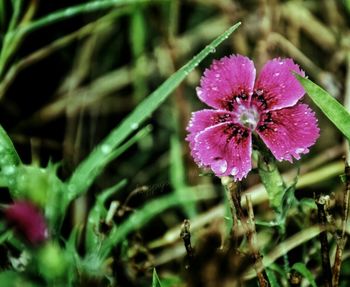 Close-up of water drops on pink flower