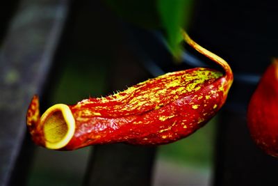 Close-up of pitcher plant