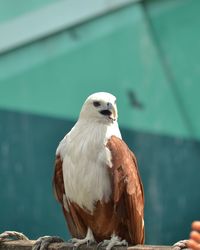 Close-up of bird perching