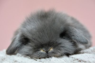 Close-up portrait of a rabbit