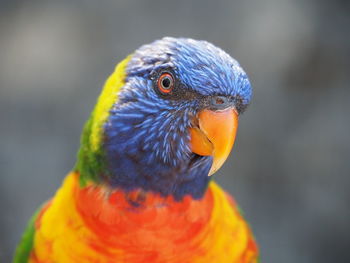 Close-up of a parrot