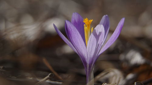 Close-up of purple crocus