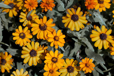 Many yellow of flowers