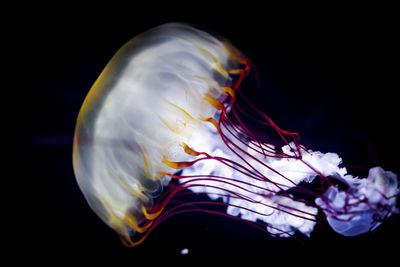 Close-up of jellyfish against black background