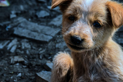 Close-up portrait of dog