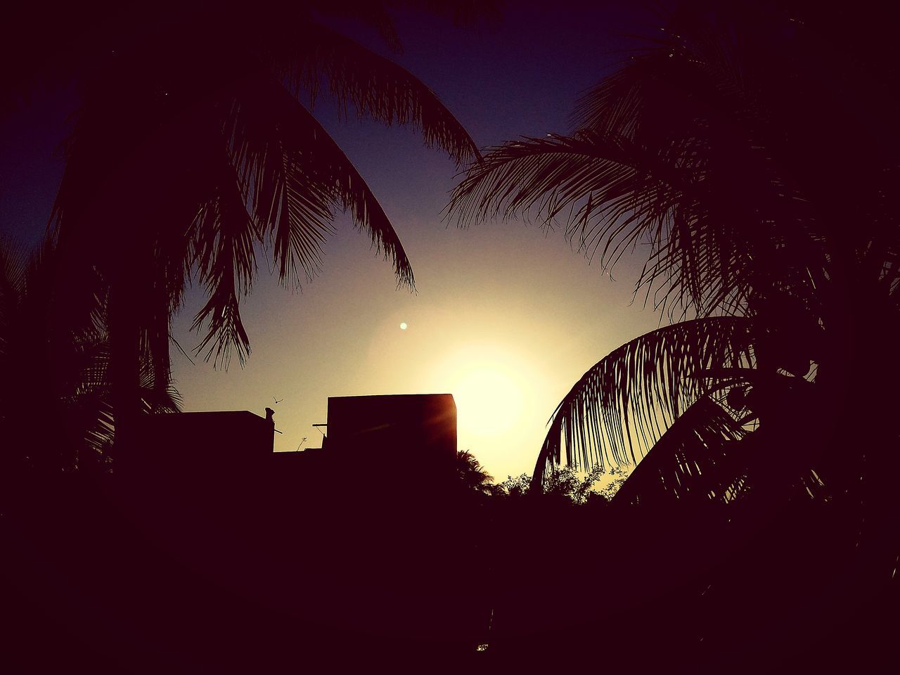 silhouette, sunset, tree, night, sky, city, low angle view, outdoors, no people, palm tree, architecture, nature