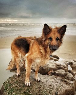 Portrait of dog on beach