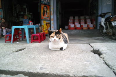 Portrait of stray cat on sidewalk