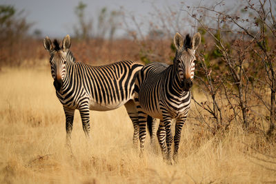 Zebra standing on field