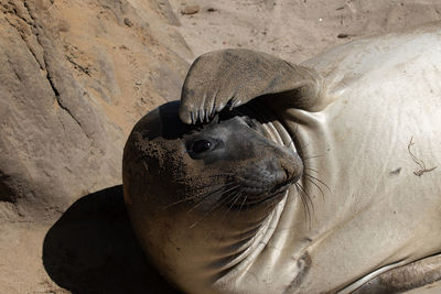 Close-up of seal