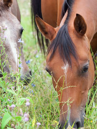Close-up of horse grazing on land
