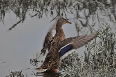 Bird in lake