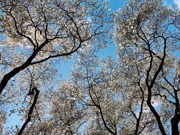 Low angle view of flowering tree against blue sky