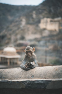 Monkey sitting on a wall