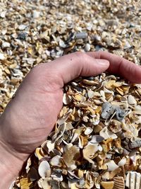 Close-up of hand holding pebbles