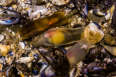 Close-up of fish swimming in sea