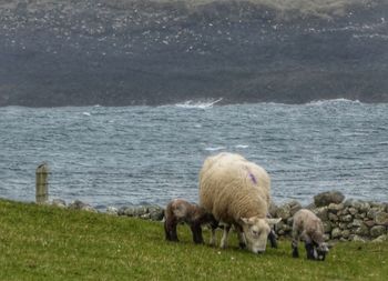 Sheep in the sea