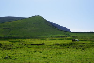 Scenic view of grassy field against clear sky