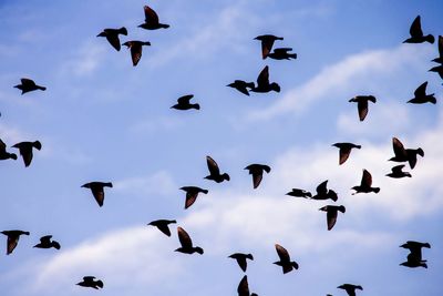 Low angle view of birds flying in sky