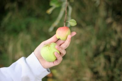 Close-up of hand holding apple