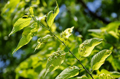 Close-up of fresh green leaves