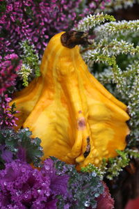 Close-up of yellow flowering plant