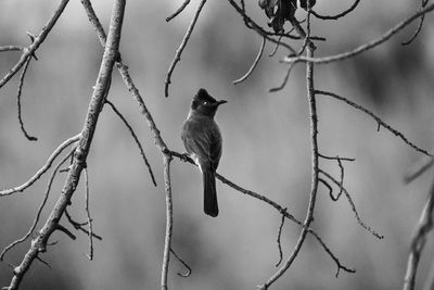 Bird perching on branch