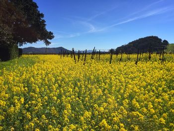 Scenic view of mustard field against sky