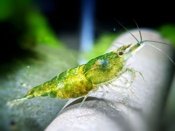 Close-up of insect on leaf