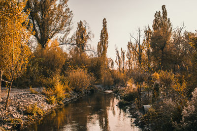 Trees growing by river against sky during autumn