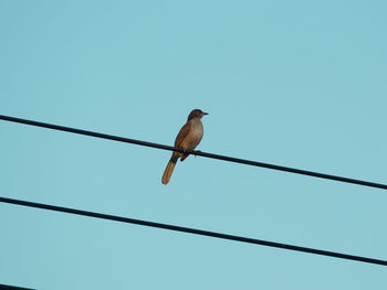 Low angle view of bird perching on cable against clear sky