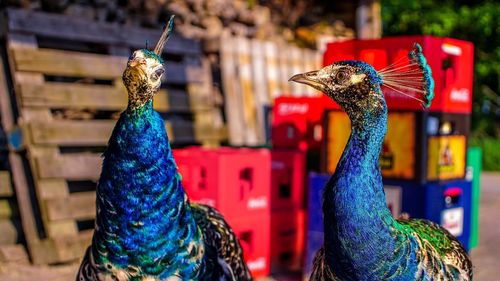 Close-up of peacock