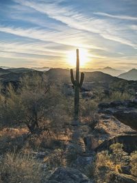 Cactus growing on land against sky during sunset