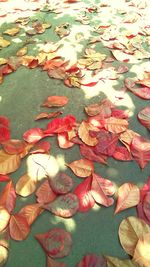 Leaves floating on pond