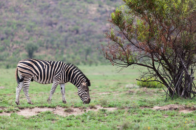 Zebra on a field