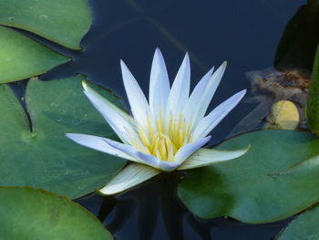 Close-up of lotus water lily in lake