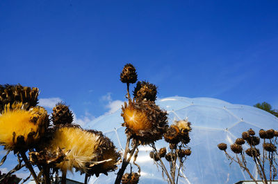 Low angle view of plants against blue sky