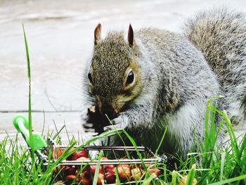 Close-up of iguana eating grass