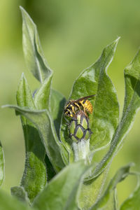 Close-up of insect on leaf