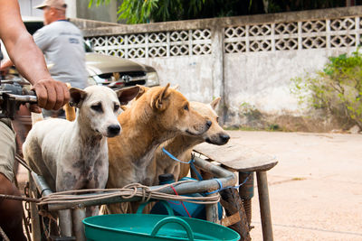 View of people with dog