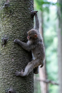 Close-up of monkey on tree trunk